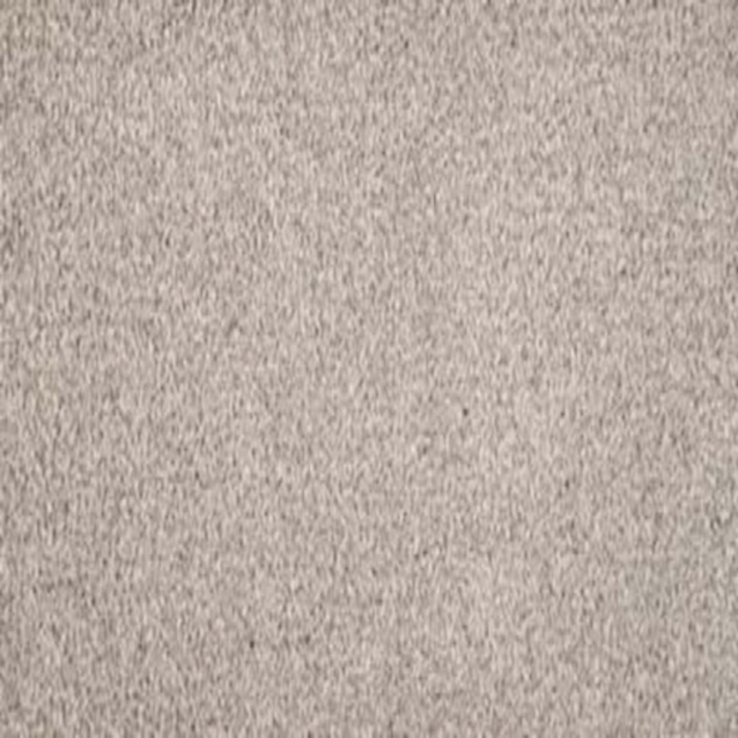 Debonair Invitation in Refined Carpet