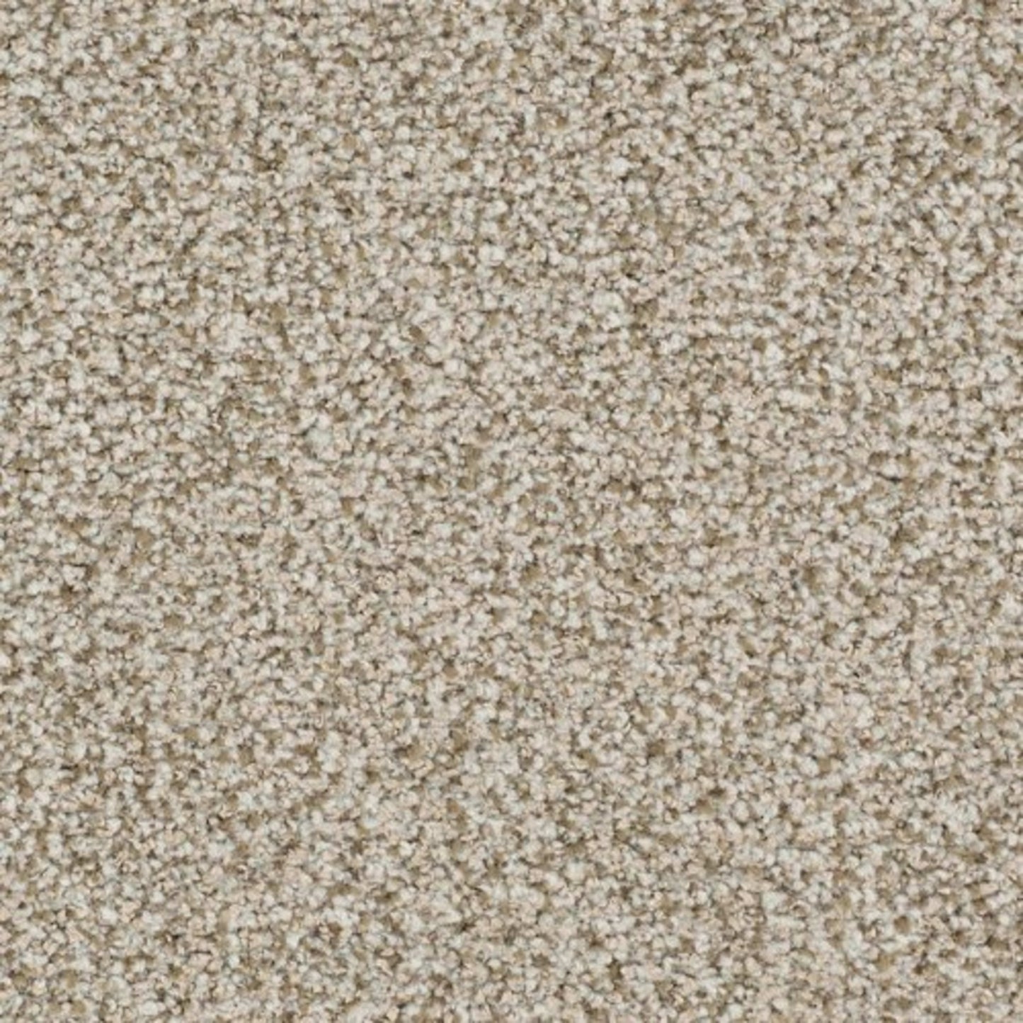St. Augustine in Unwavering Carpet
