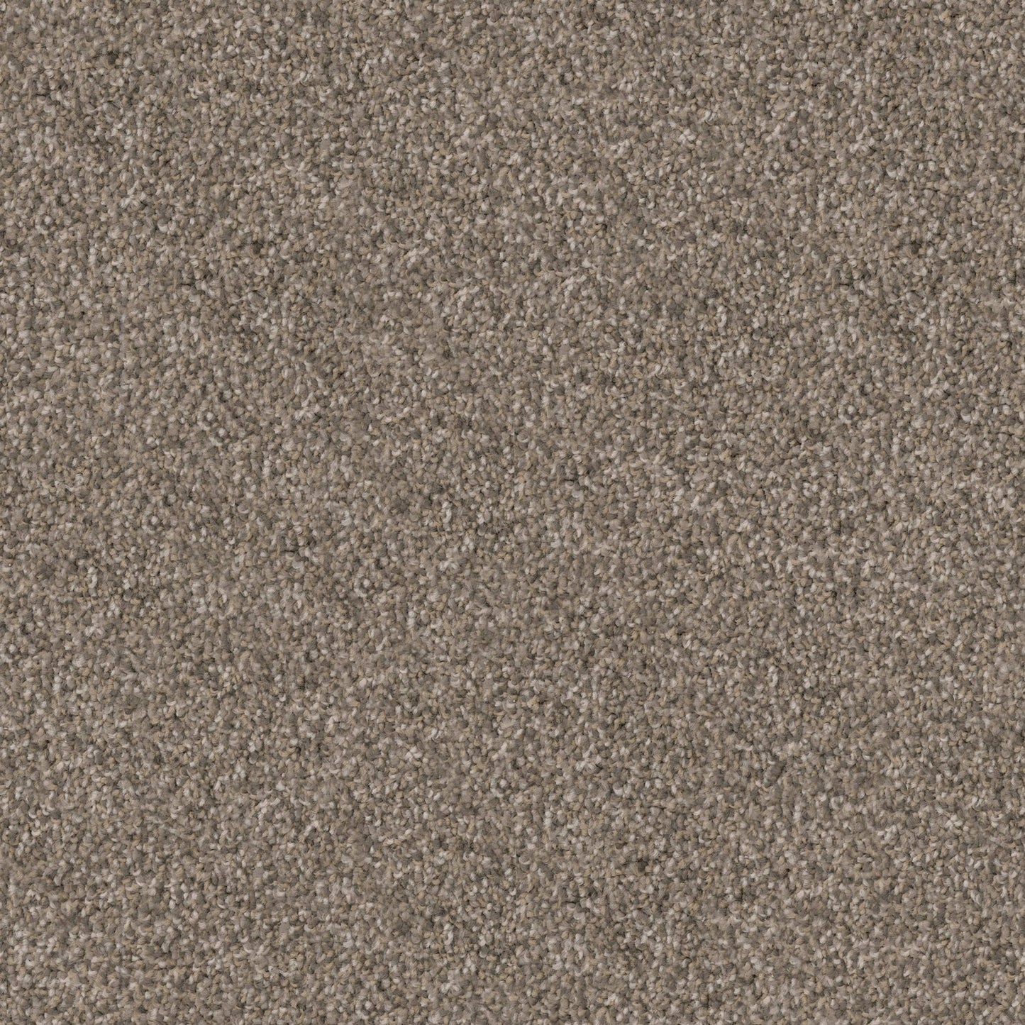Shepherd in Greyhound Carpet