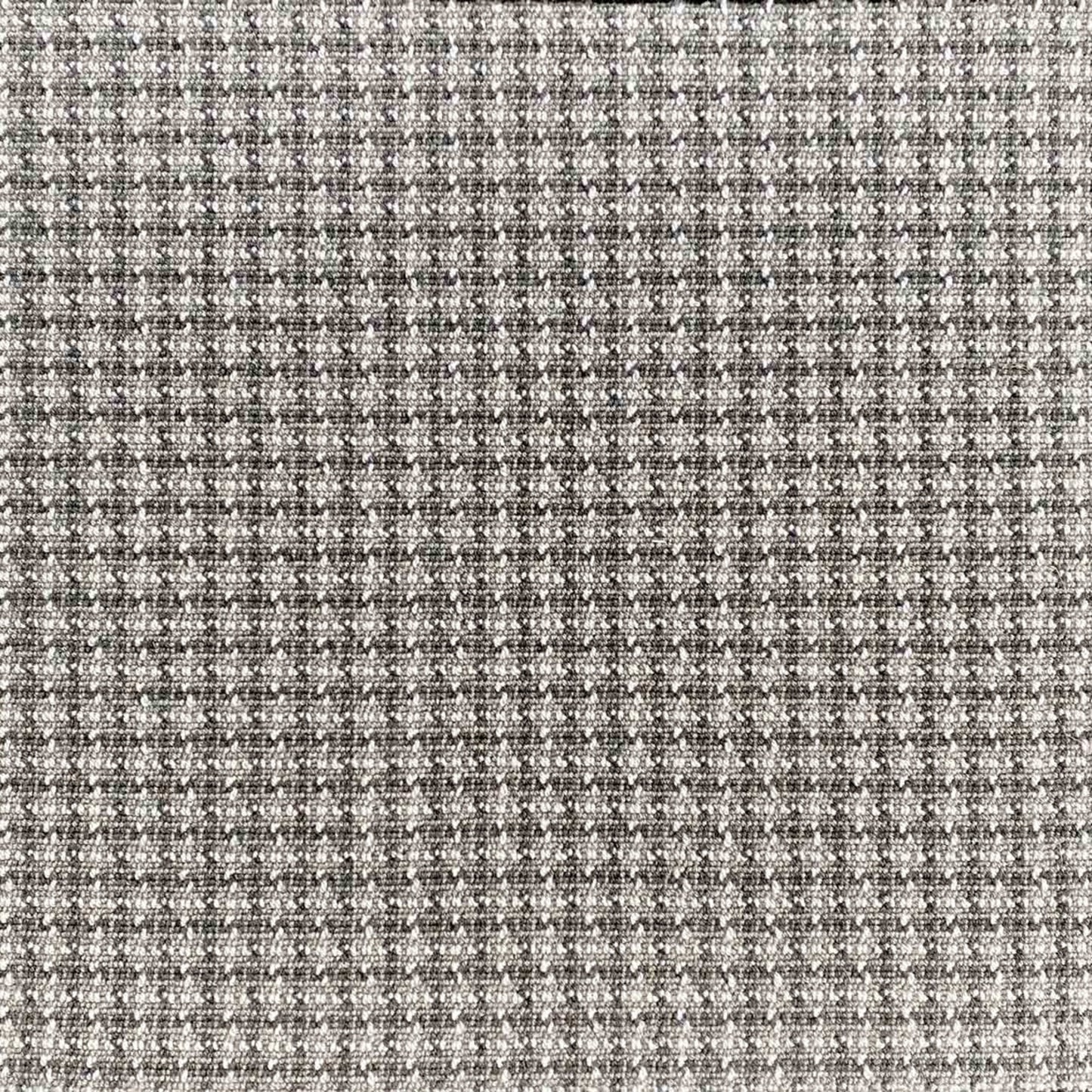 Wild n Wooly - Chalen