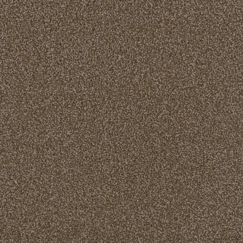 First Step in Chocolate Carpet