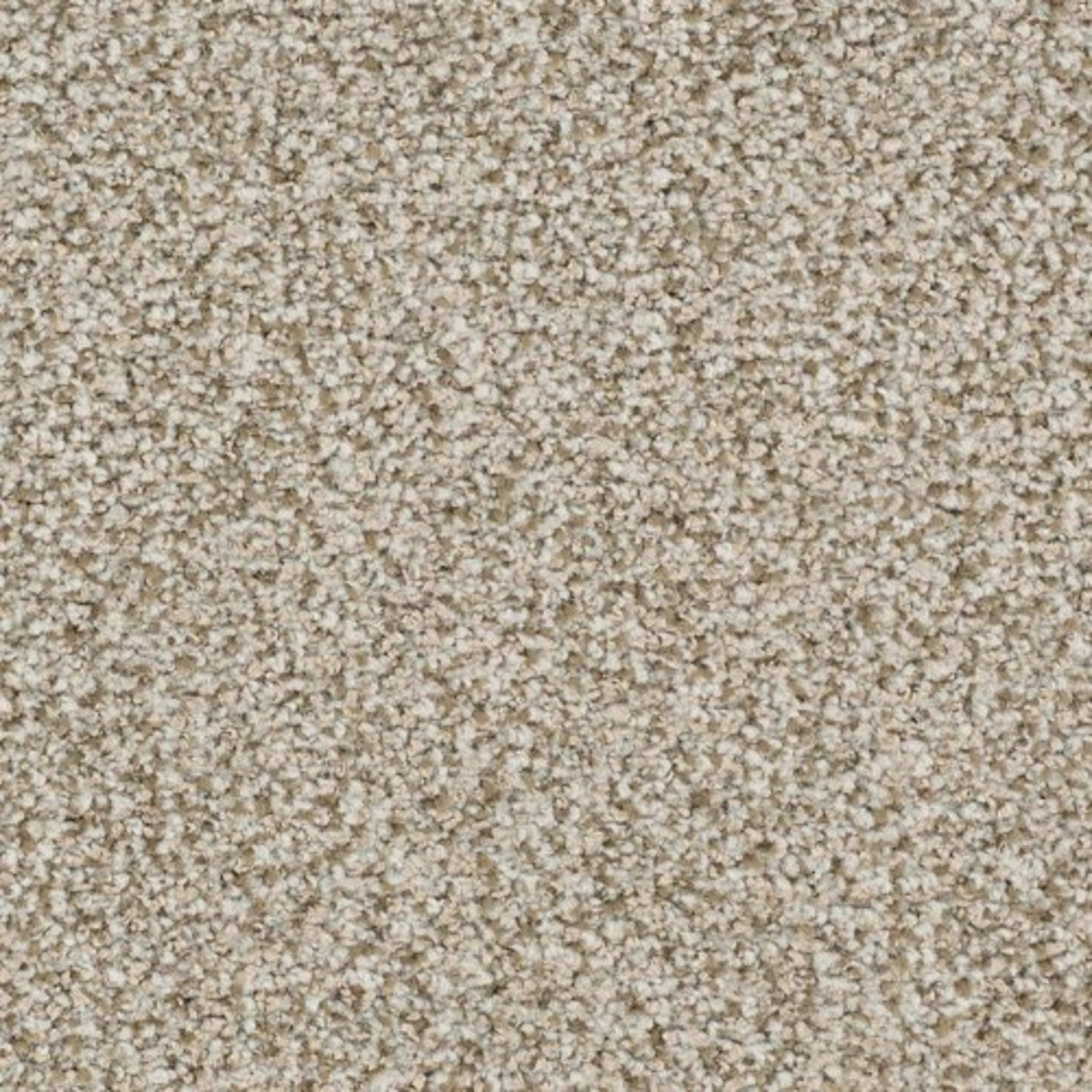 St. Augustine in Unwavering Carpet