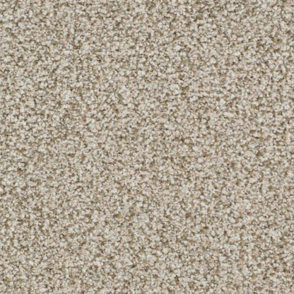 St. Augustine in Unwavering Carpet