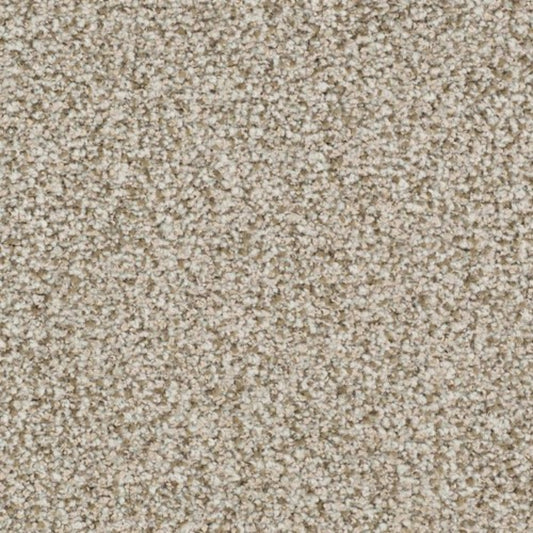 St. Augustine in Unwavering Carpet