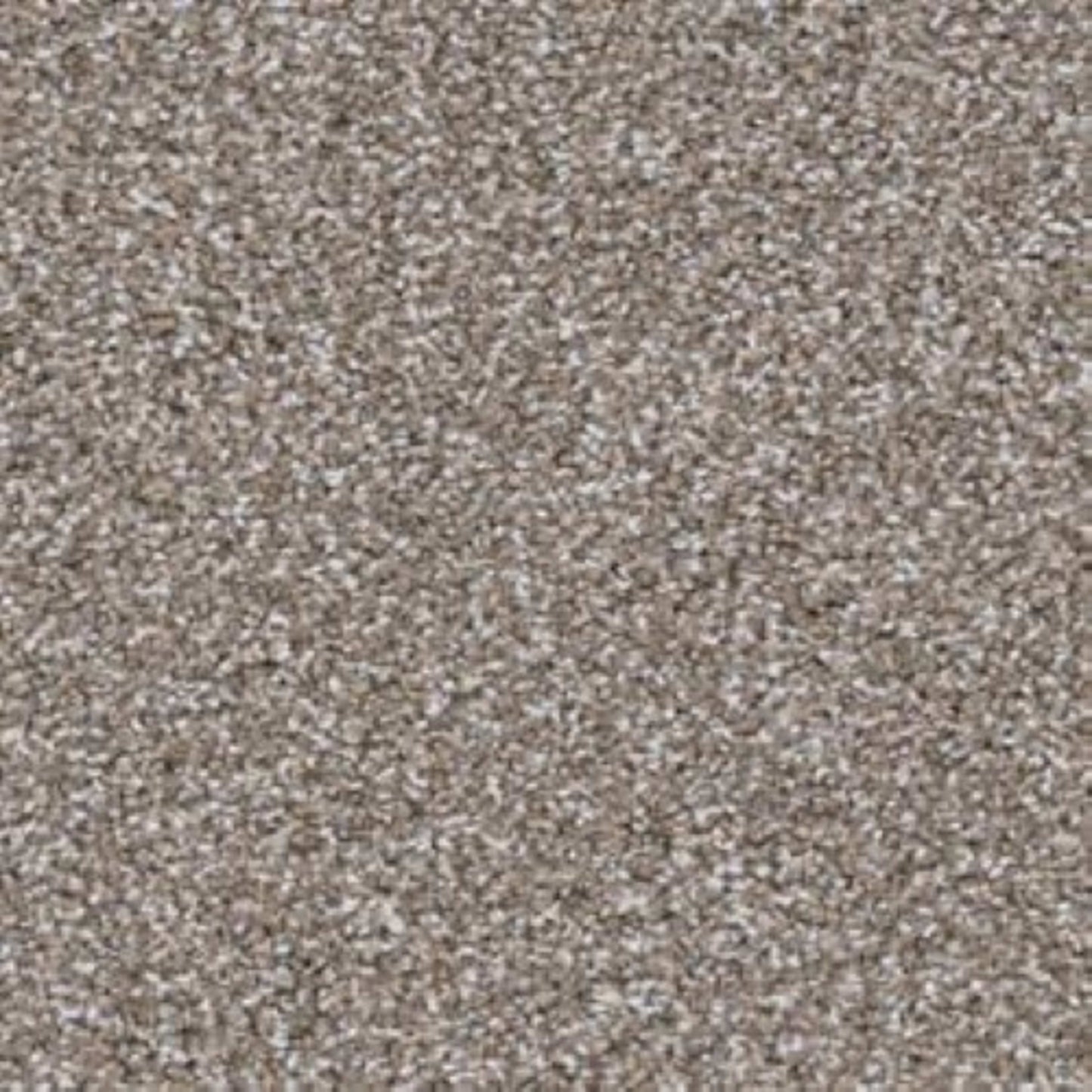 Top Dog in Dachshund Carpet