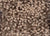 Textures Collection - French Fries