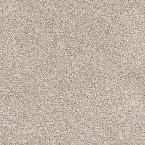 Great Dane in Sheltie Carpet
