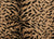 King Tiger