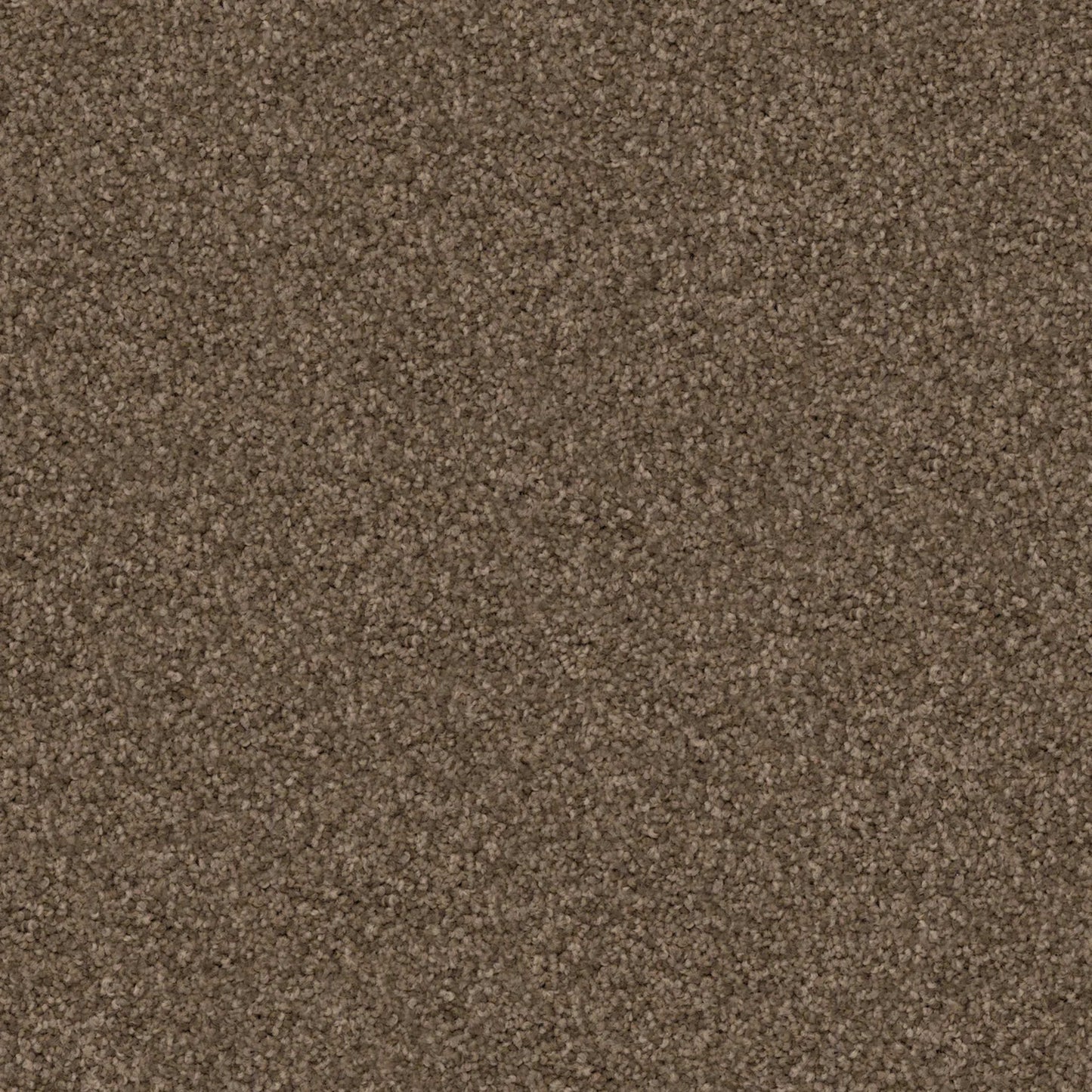 Labrador
