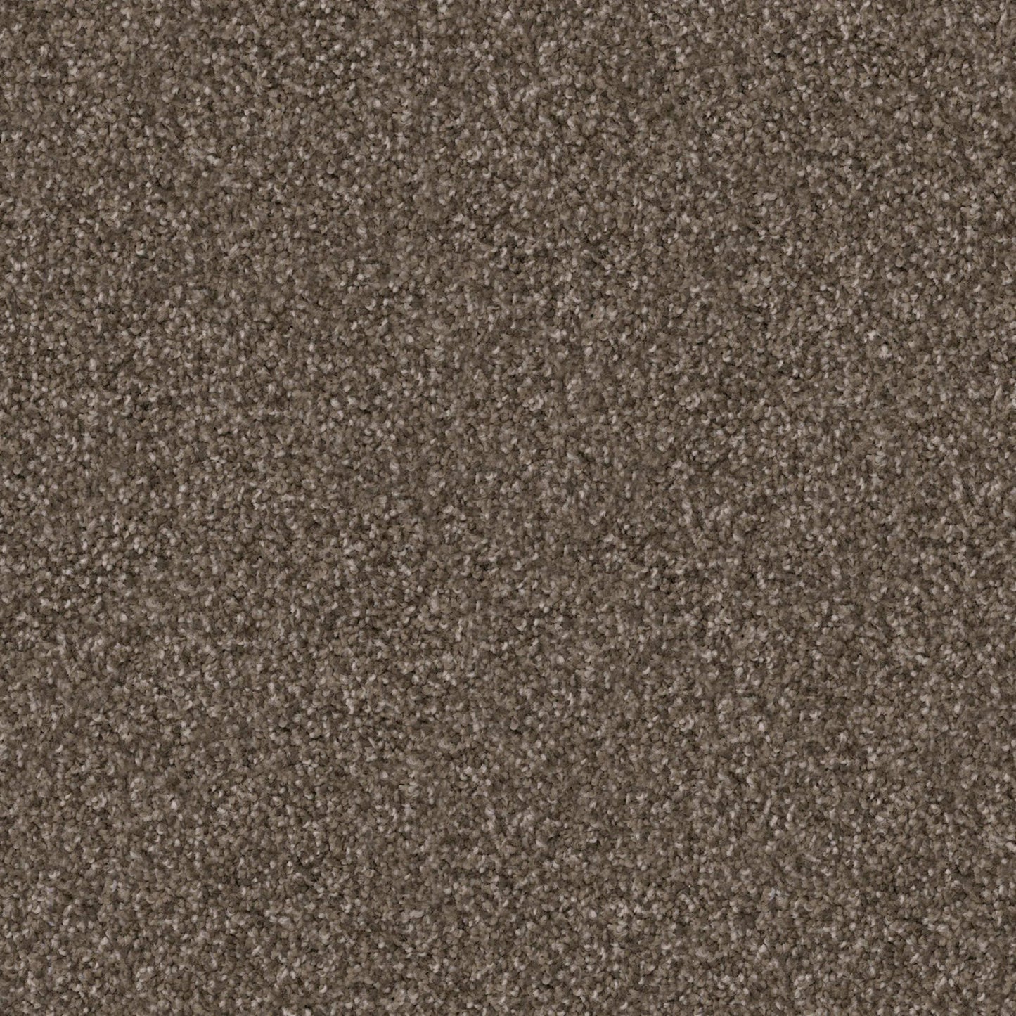 Labrador