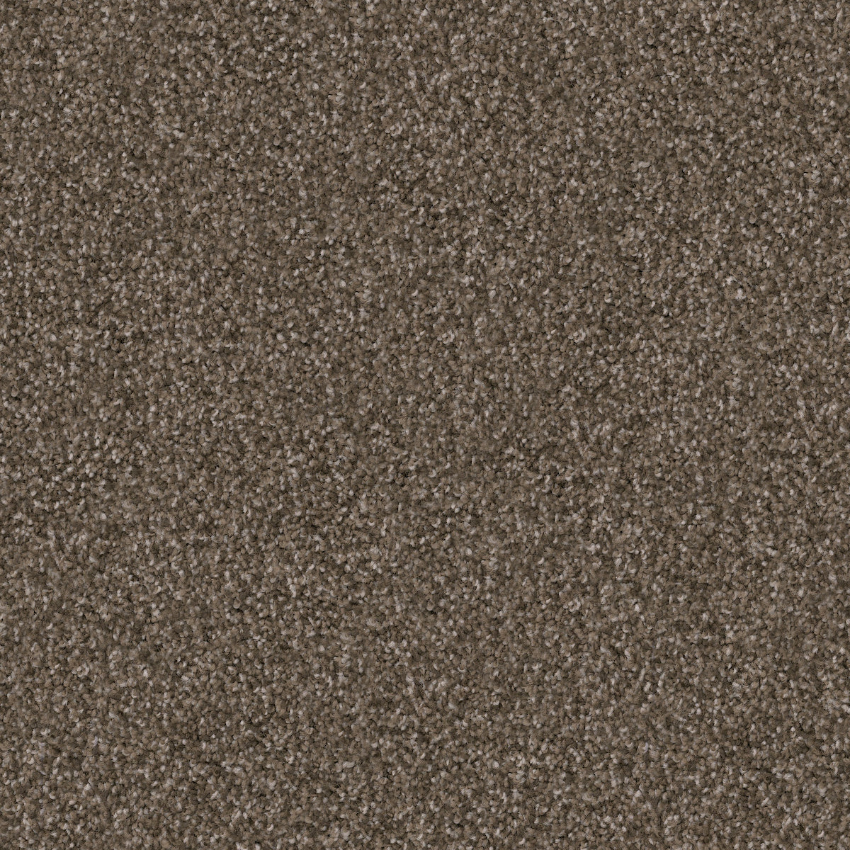 Labrador