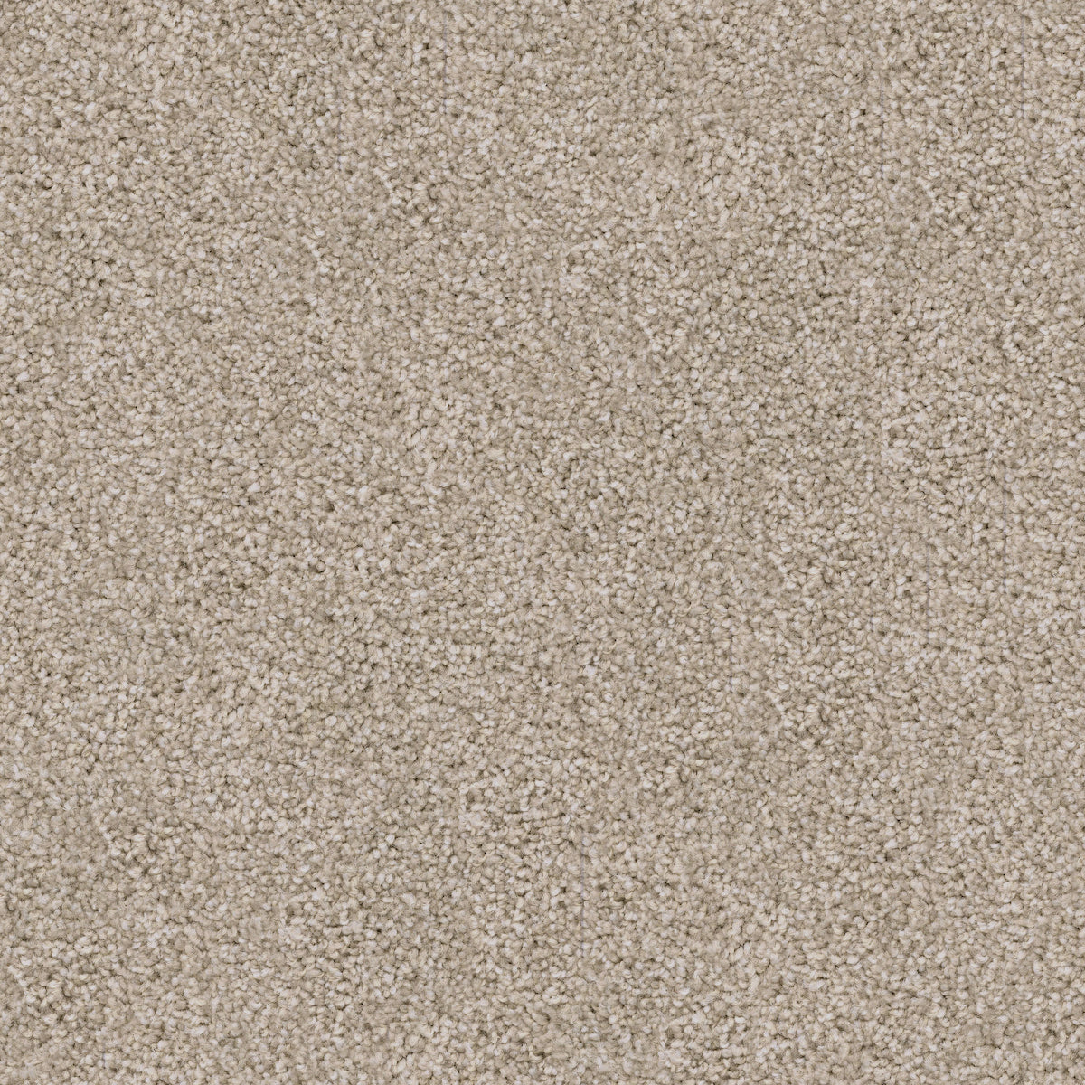 Labrador