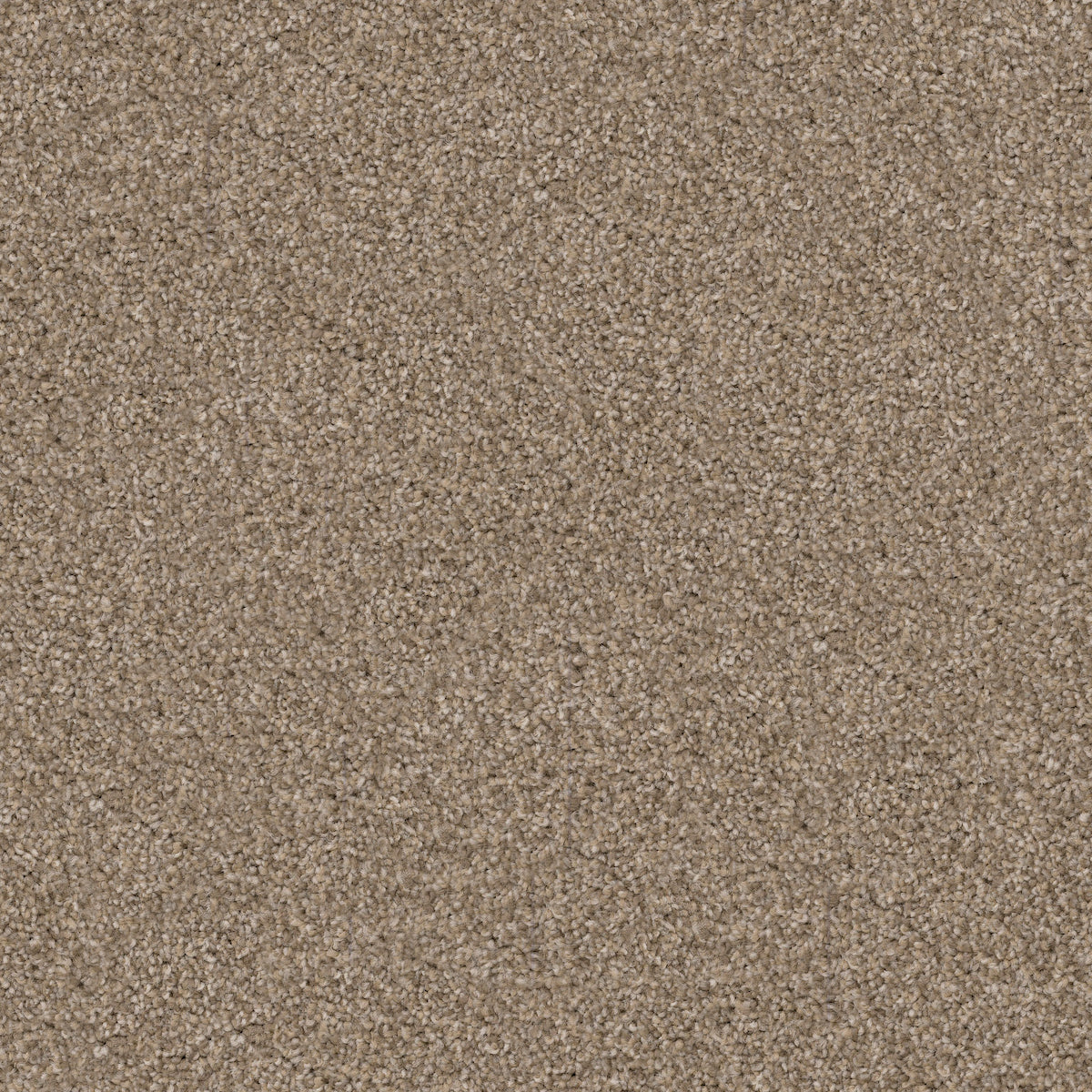 Labrador