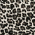Savanna Leopard