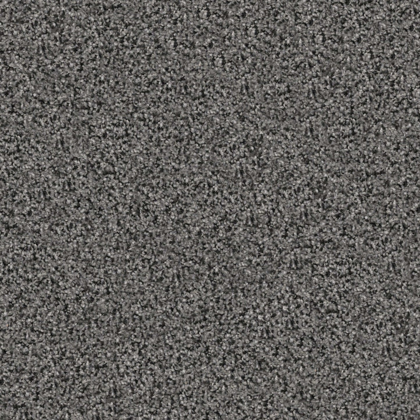 Pyrenees in Border Collie Carpet