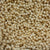 Sorrento in Honey Carpet