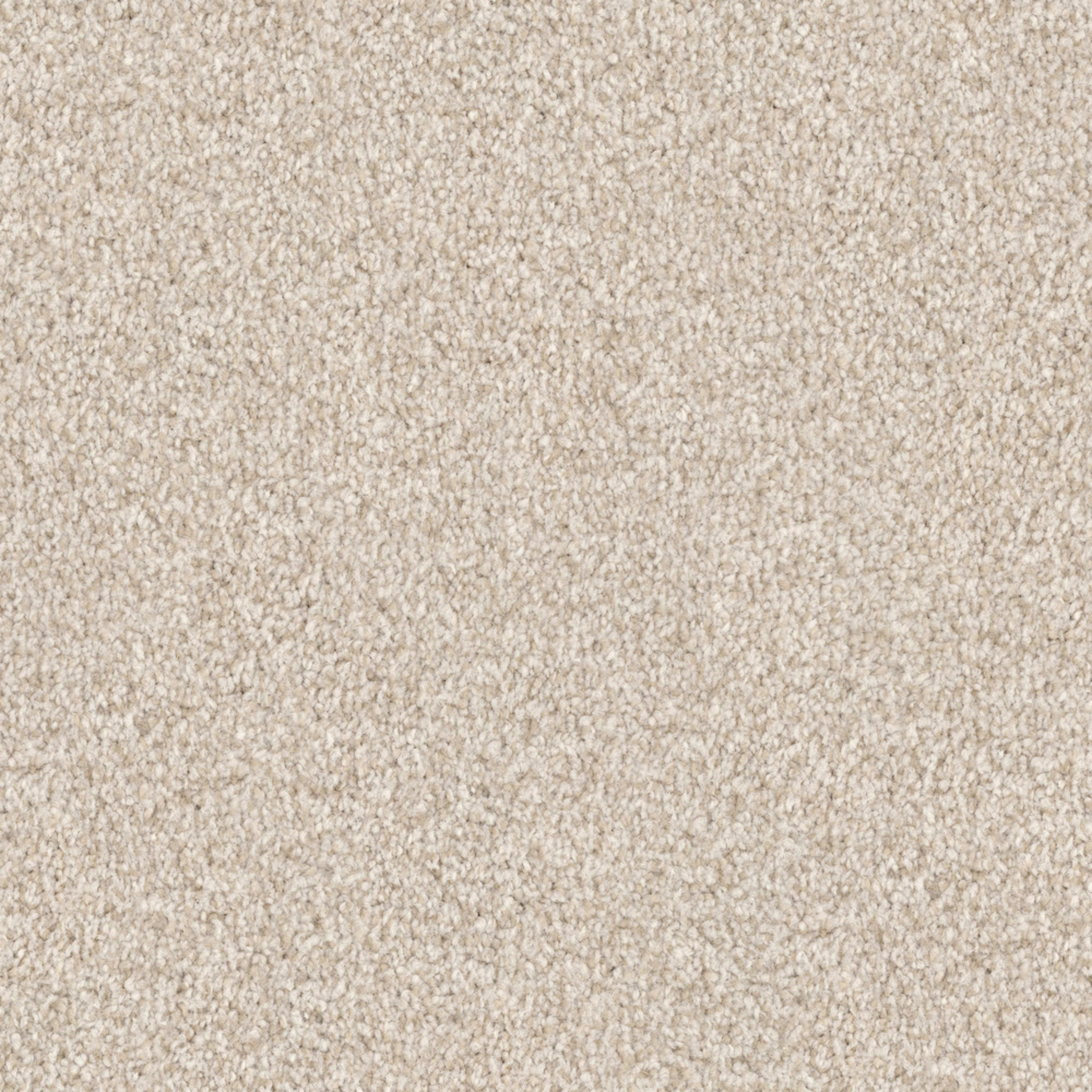 Santa Rosa in Starfish Carpet