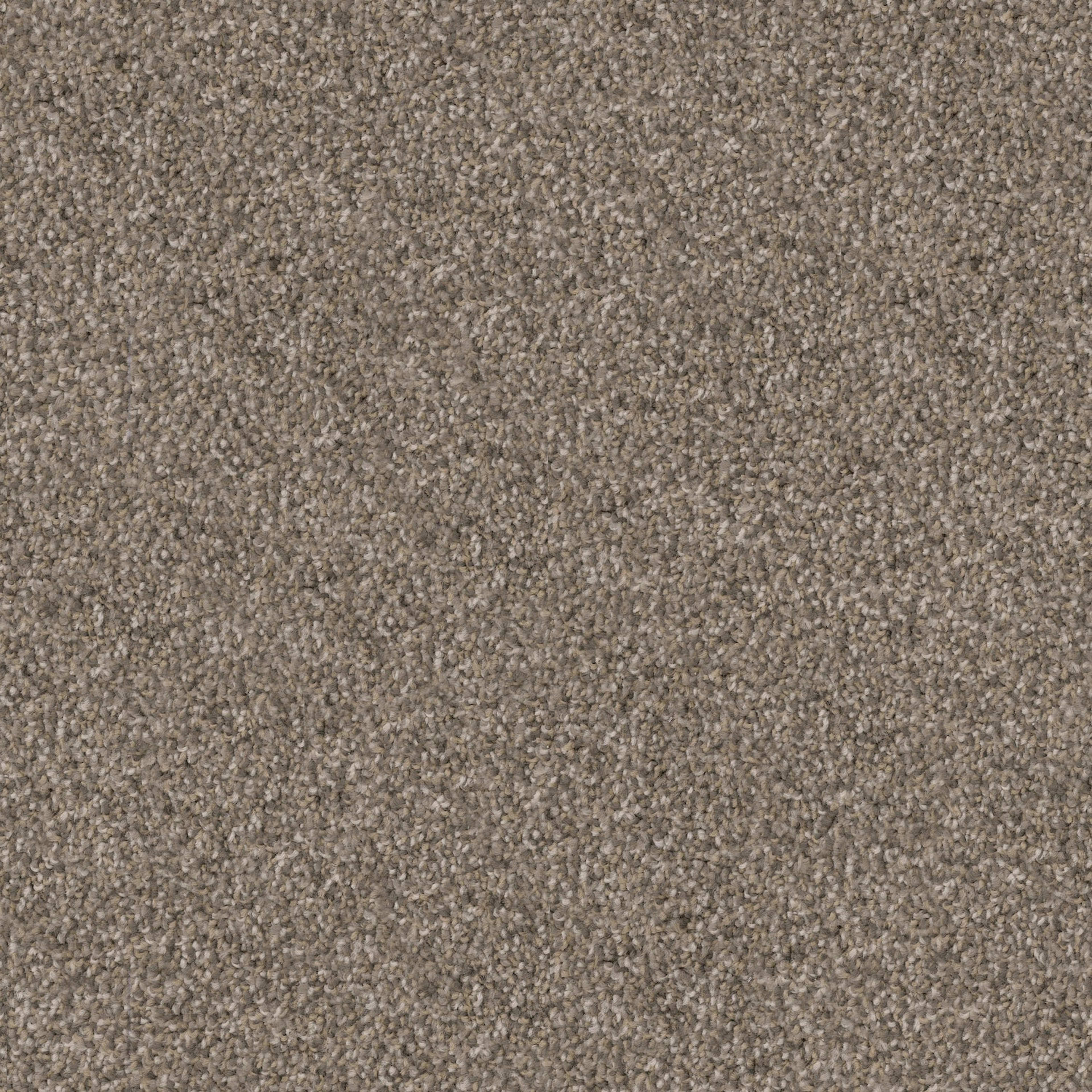 Shepherd in Greyhound Carpet