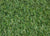 Venice 3496 Grass